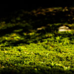 幻想的な緑の空間に包まれた平泉寺白山神社に行ってきました！