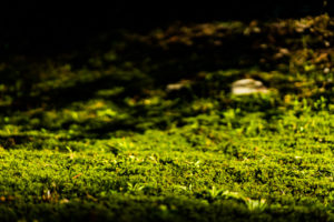 幻想的な緑の空間に包まれた平泉寺白山神社に行ってきました！