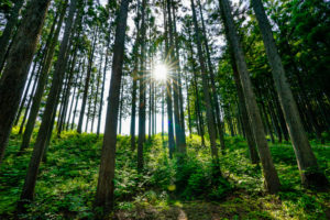 【動画あり】ひるがの高原キャンプ場の紹介をします！